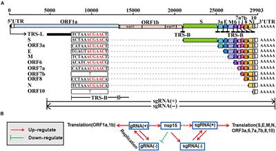 A Negative Feedback Model to Explain Regulation of SARS-CoV-2 Replication and Transcription